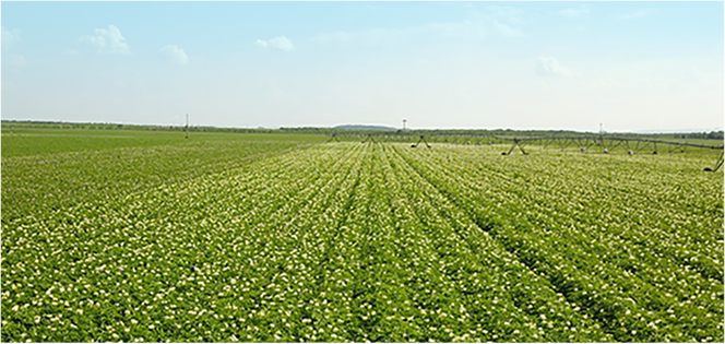 狗万·(中国区)有限公司官网